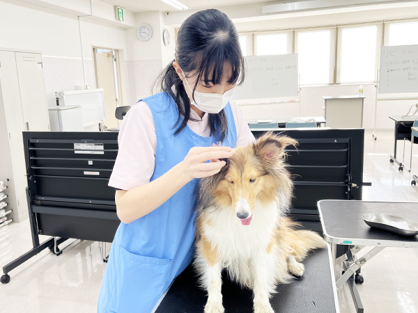 モデル犬の体のケア！